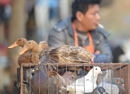 Trung Quốc phát hiện ca nhiễm H7N9 đầu tiên trong 2015